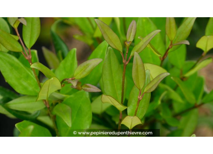 LIGUSTRUM japonicum 'Texanum'