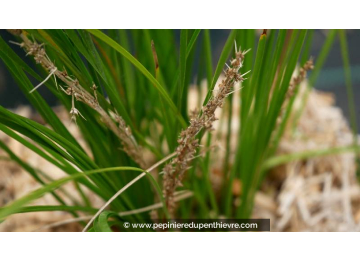 LOMANDRA longifolia 'Tanika'