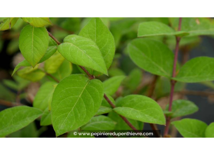 LONICERA fragrantissima