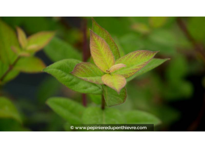 LONICERA fragrantissima