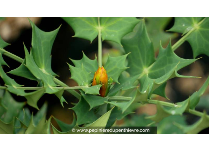 MAHONIA x media 'Winter Sun'