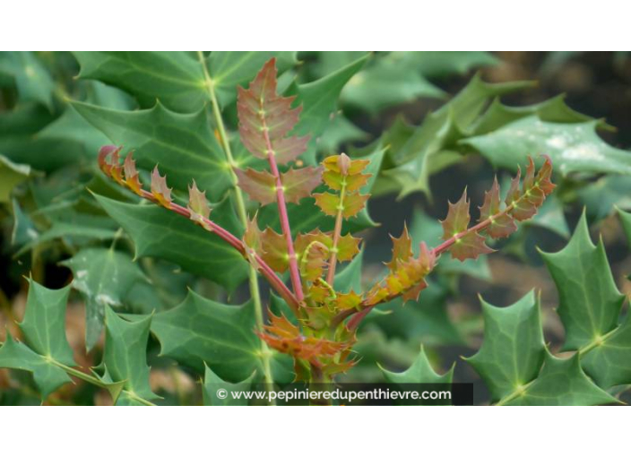 MAHONIA x media 'Winter Sun'