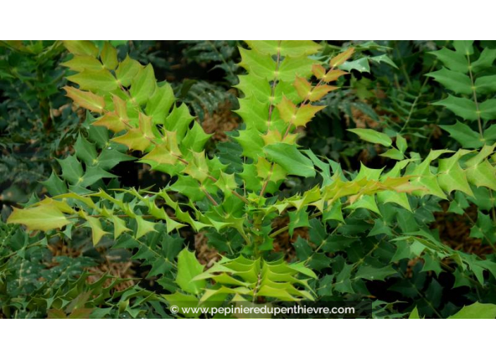 MAHONIA x media 'Winter Sun'