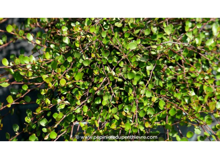 MUEHLENBECKIA complexa 'Sealand Compact'