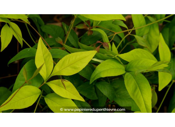 NANDINA domestica 'Fire Power'