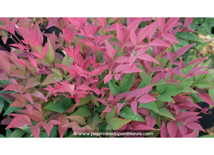 NANDINA domestica 'Obsessed' NANDINA domestica 'Obsessed'