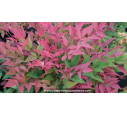 NANDINA domestica 'Obsessed' NANDINA domestica 'Obsessed'