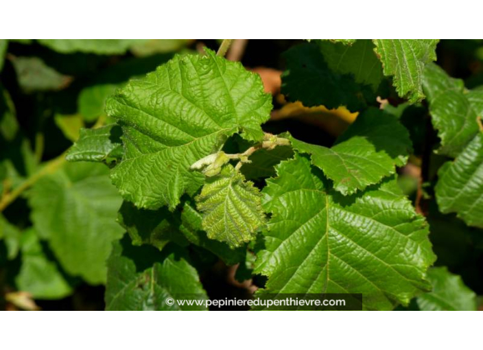 NOISETIER 'Longue d'Espagne'