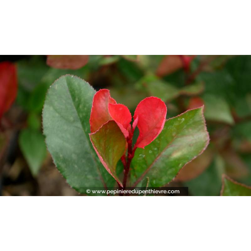 PHOTINIA x fraseri 'Little Red Robin'