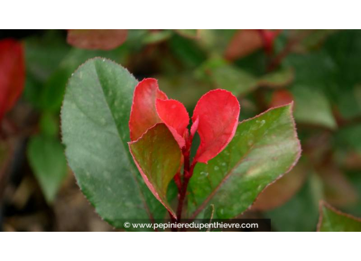 PHOTINIA x fraseri 'Little Red Robin'