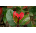 PHOTINIA x fraseri 'Little Red Robin'