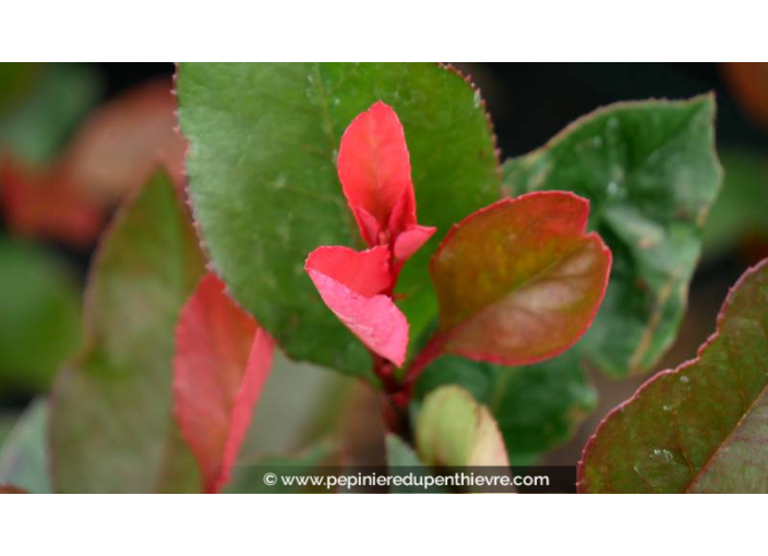 PHOTINIA x fraseri 'Little Red Robin'