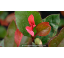 PHOTINIA x fraseri 'Little Red Robin'