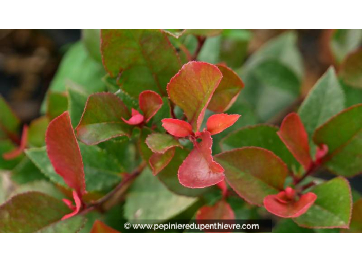 PHOTINIA x fraseri 'Little Red Robin'