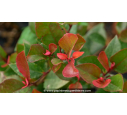 PHOTINIA x fraseri 'Little Red Robin'