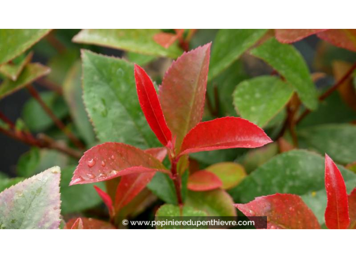 PHOTINIA x fraseri 'Carré Rouge'