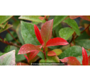 PHOTINIA x fraseri 'Carré Rouge'