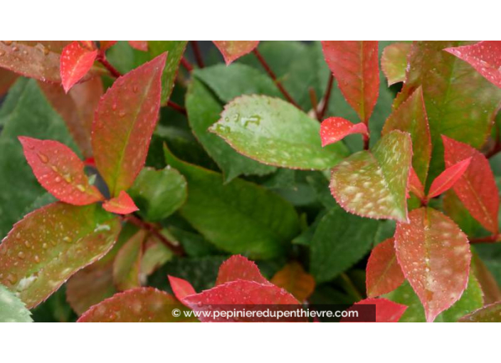 PHOTINIA x fraseri 'Carré Rouge'