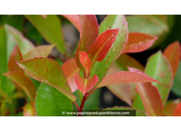 PHOTINIA x fraseri 'Red Robin'