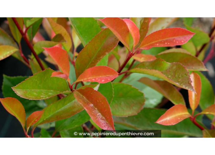 PHOTINIA x fraseri 'Red Robin'