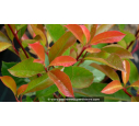 PHOTINIA x fraseri 'Red Robin'