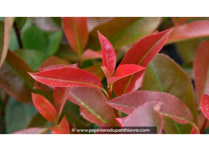 PHOTINIA x fraseri 'Robusta Compacta'
