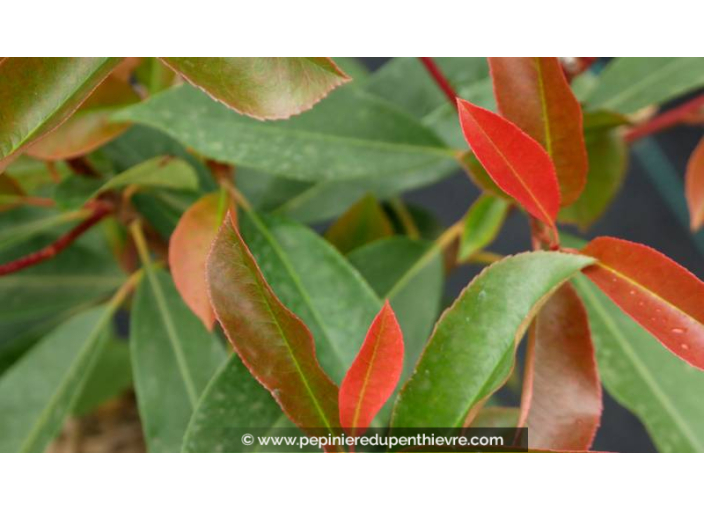PHOTINIA x fraseri 'Robusta Compacta'