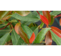 PHOTINIA x fraseri 'Robusta Compacta'