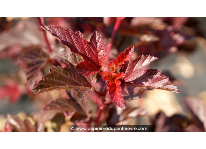 PHYSOCARPUS opulifolius 'Diable d'Or' PHYSOCARPUS opulifolius 'Diable d'Or'