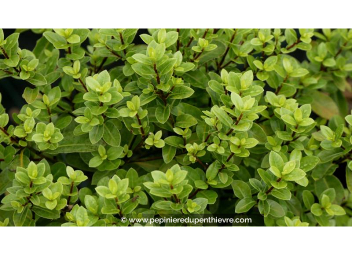 PITTOSPORUM tenuifolium 'Golf Ball'