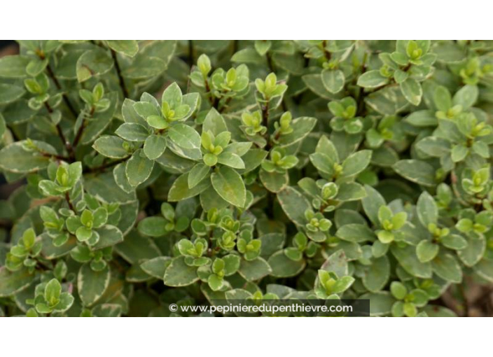 PITTOSPORUM tenuifolium 'Silver Ball'