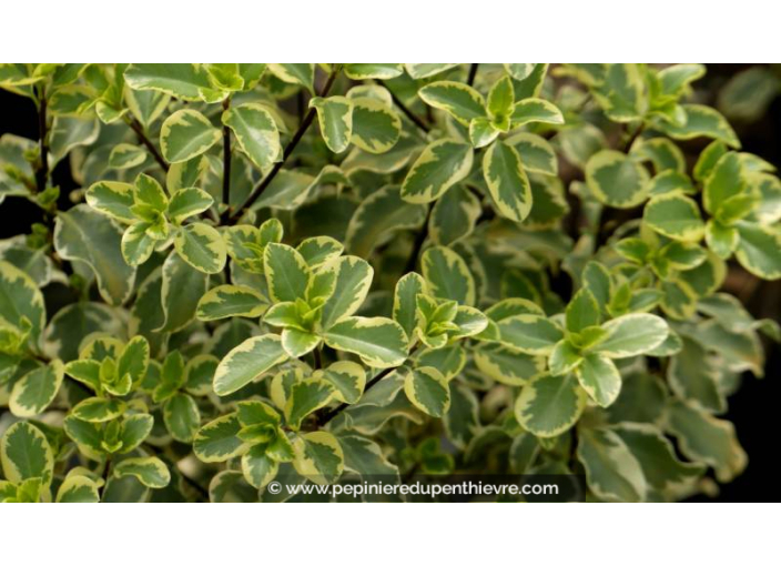 PITTOSPORUM tenuifolium 'Variegatum'