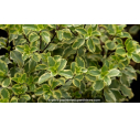 PITTOSPORUM tenuifolium 'Variegatum'