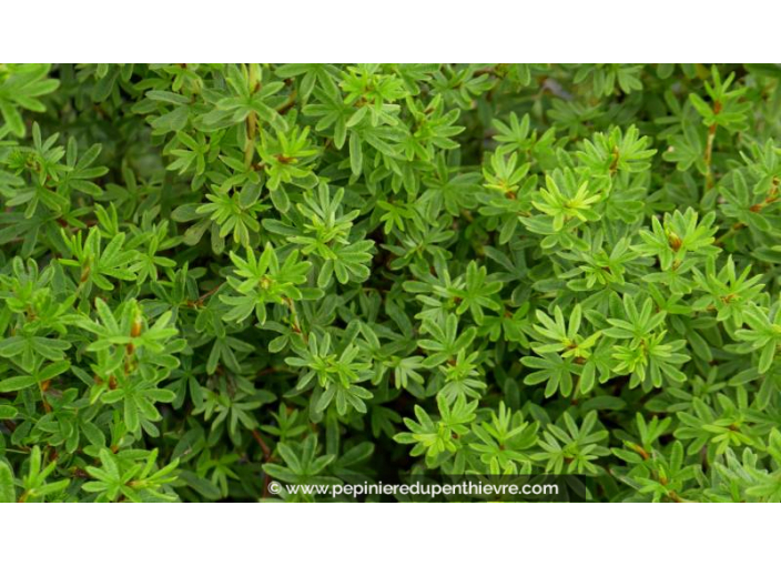 POTENTILLA fruticosa 'Goldfinger'