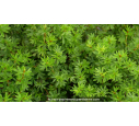 POTENTILLA fruticosa 'Goldfinger'