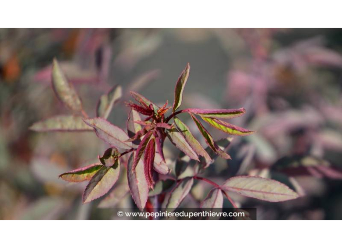 ROSA glauca ROSA glauca