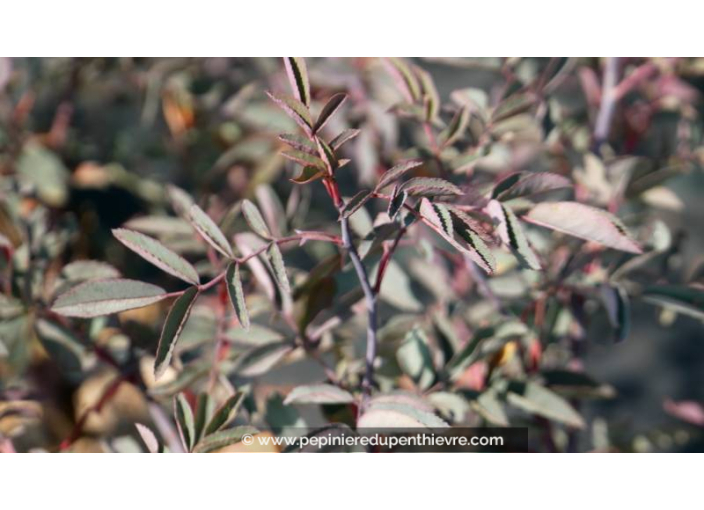 ROSA glauca ROSA glauca