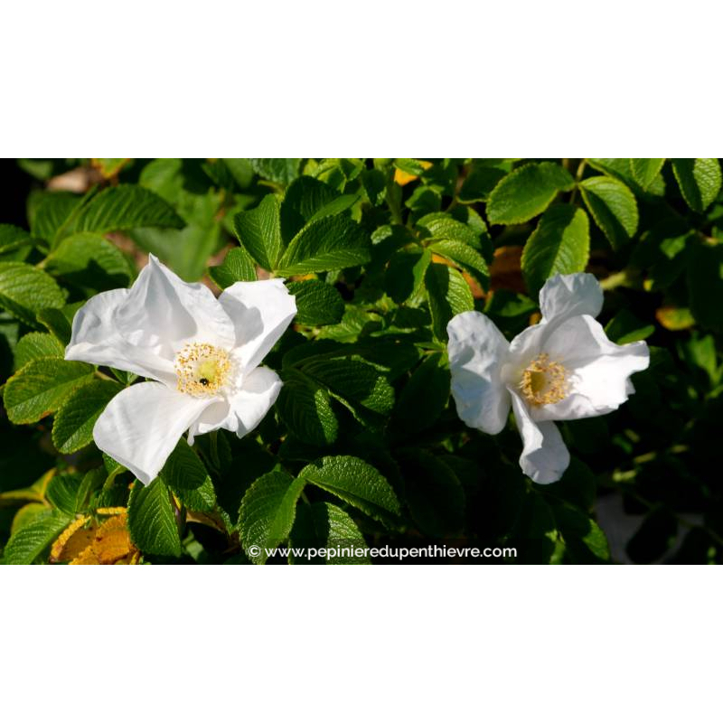 ROSA rugosa 'Alba' - Été