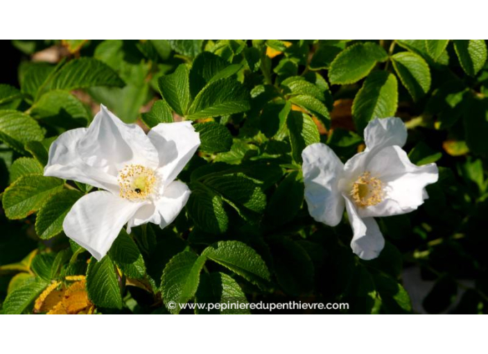 ROSA rugosa 'Alba' - Été
