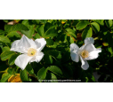 ROSA rugosa 'Alba' - Été ROSA rugosa 'Alba' - Été