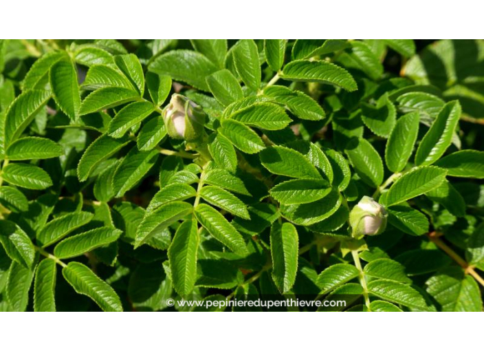 ROSA rugosa 'Alba' - Été ROSA rugosa 'Alba' - Été