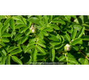 ROSA rugosa 'Alba' - Été ROSA rugosa 'Alba' - Été