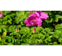 ROSA rugosa 'Rubra' ou Rosier rugueux, rose - Pépinière du Penthièvre