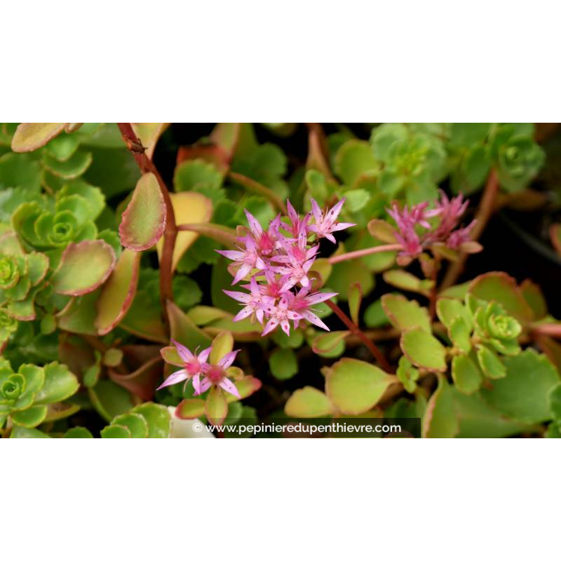 SEDUM spurium 'Coccineum' - Été