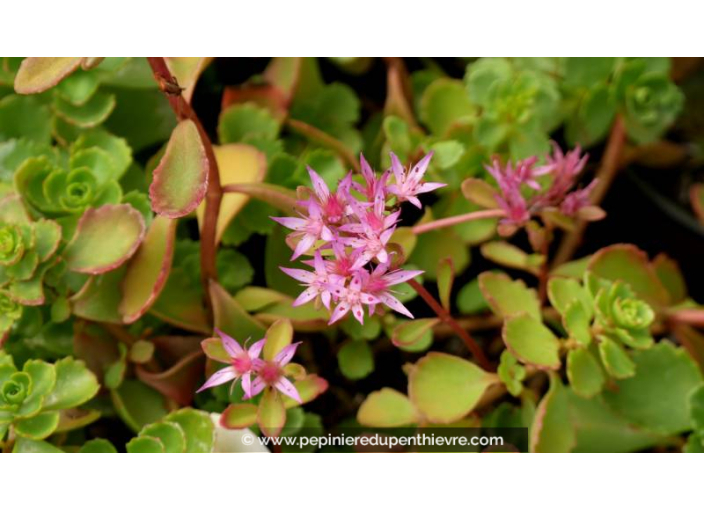 SEDUM spurium 'Coccineum' - Été