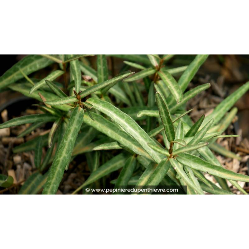 TRACHELOSPERMUM asiaticum 'Theta'