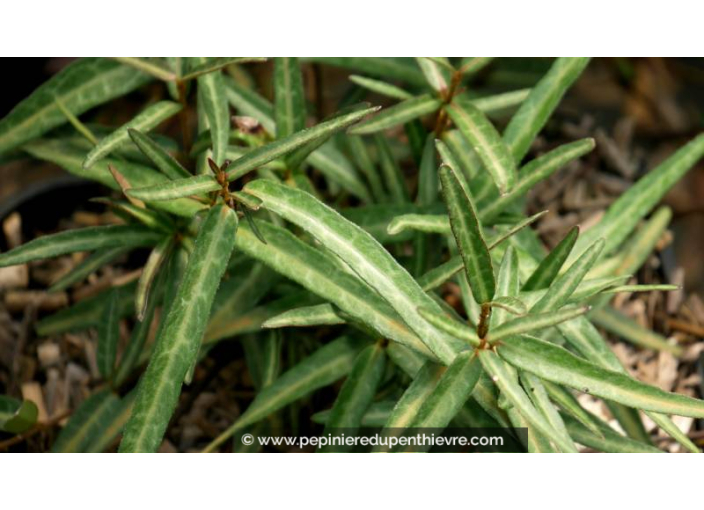 TRACHELOSPERMUM asiaticum 'Theta'