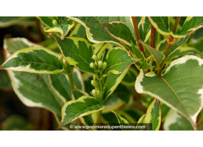 WEIGELA florida 'Variegata'