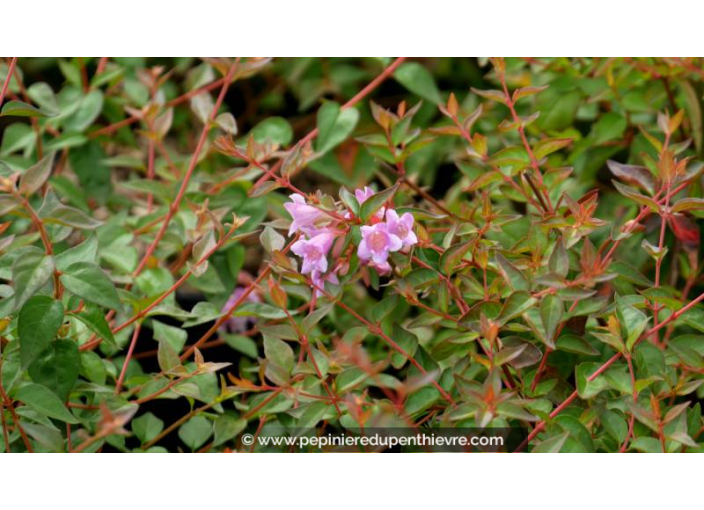 ABELIA x grandiflora 'Edward Goucher' ABELIA x grandiflora 'Edward Goucher'