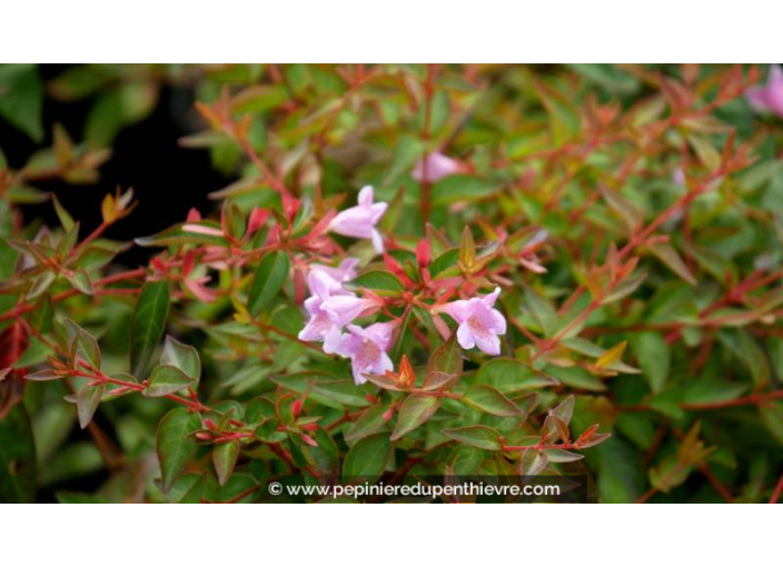 ABELIA x grandiflora 'Edward Goucher' ABELIA x grandiflora 'Edward Goucher'
